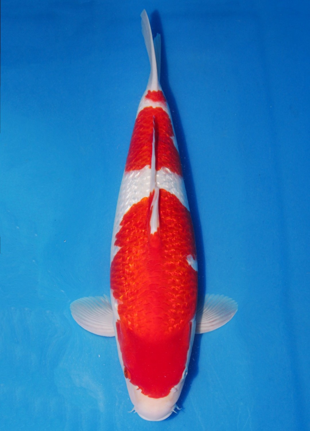 Juara 5