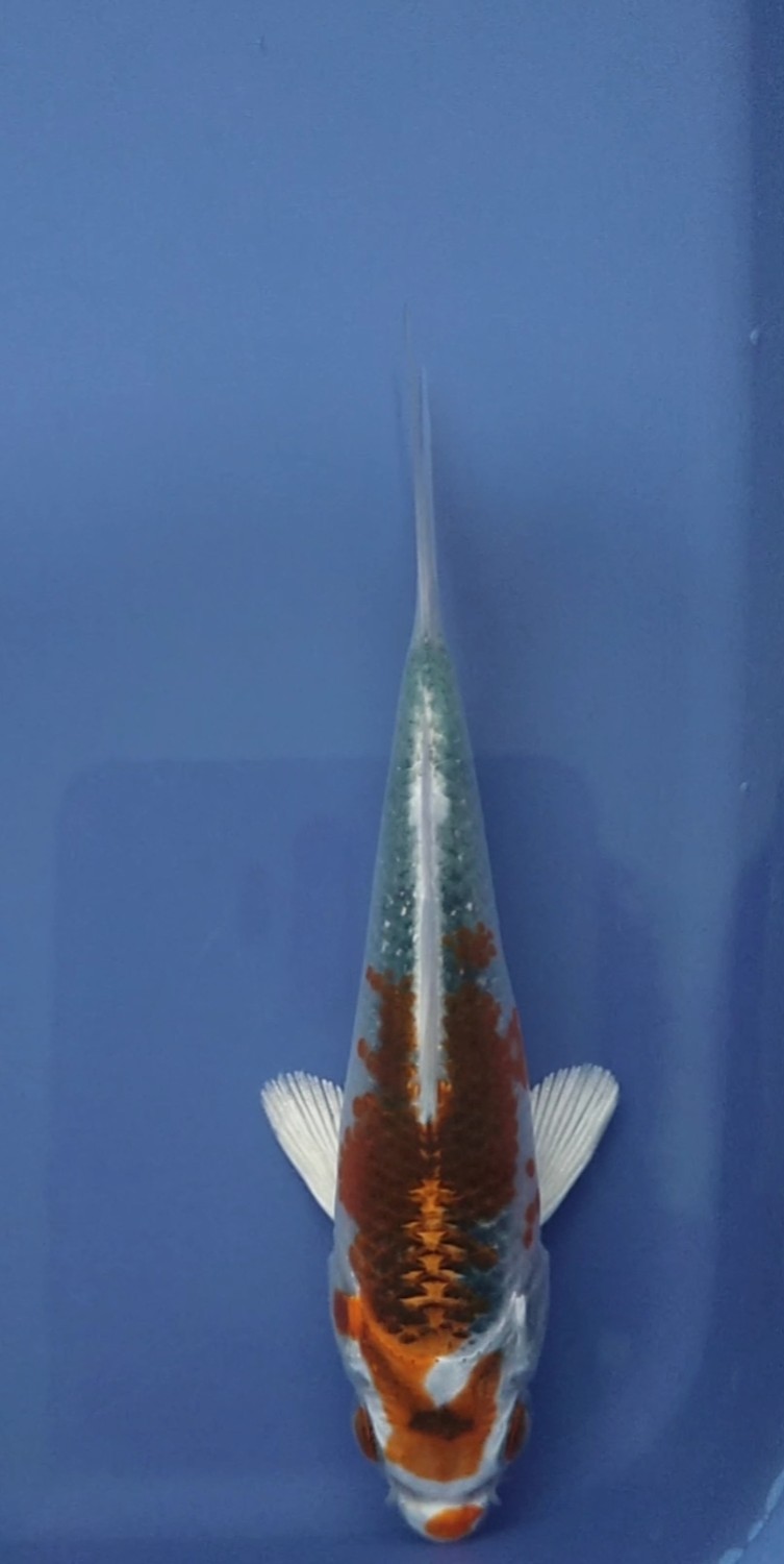 Juara 5