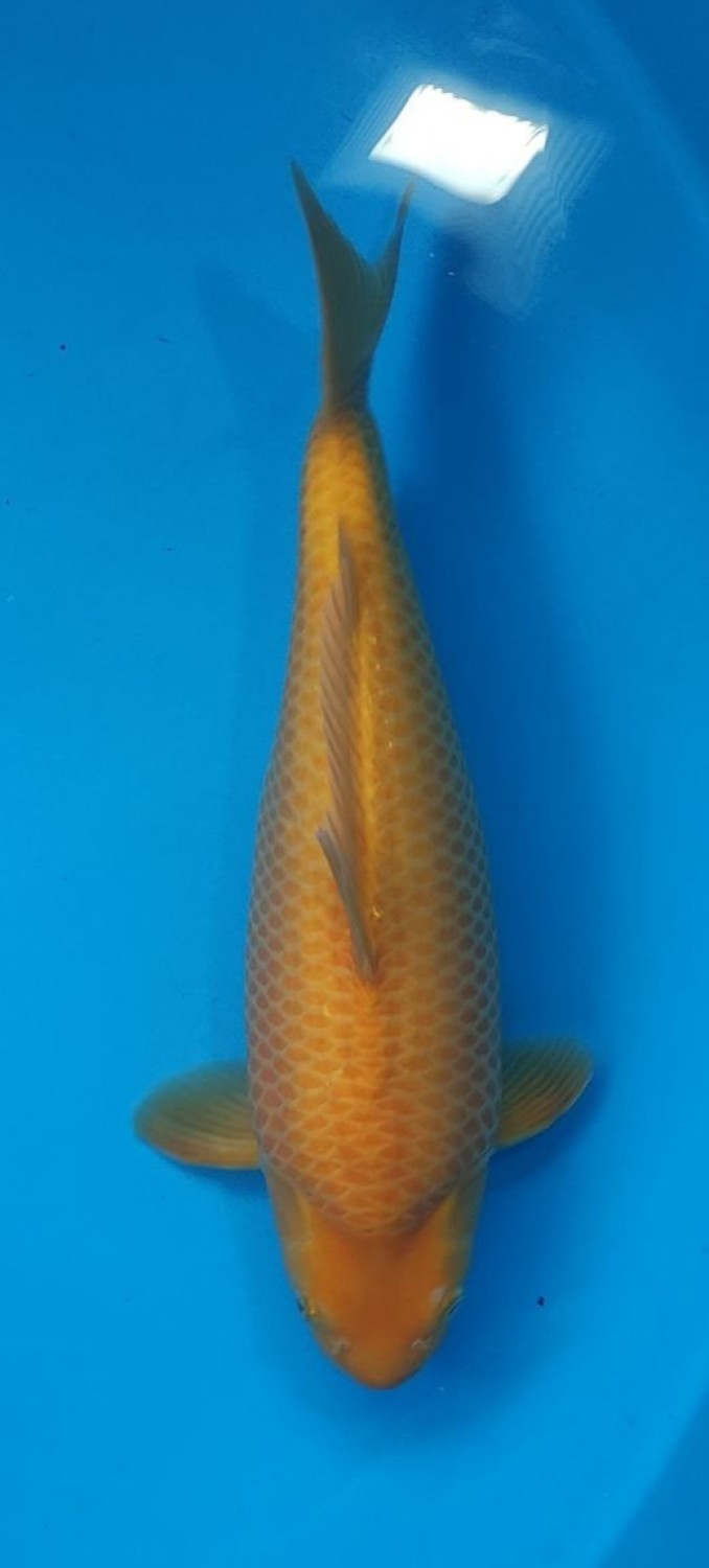 Juara 4