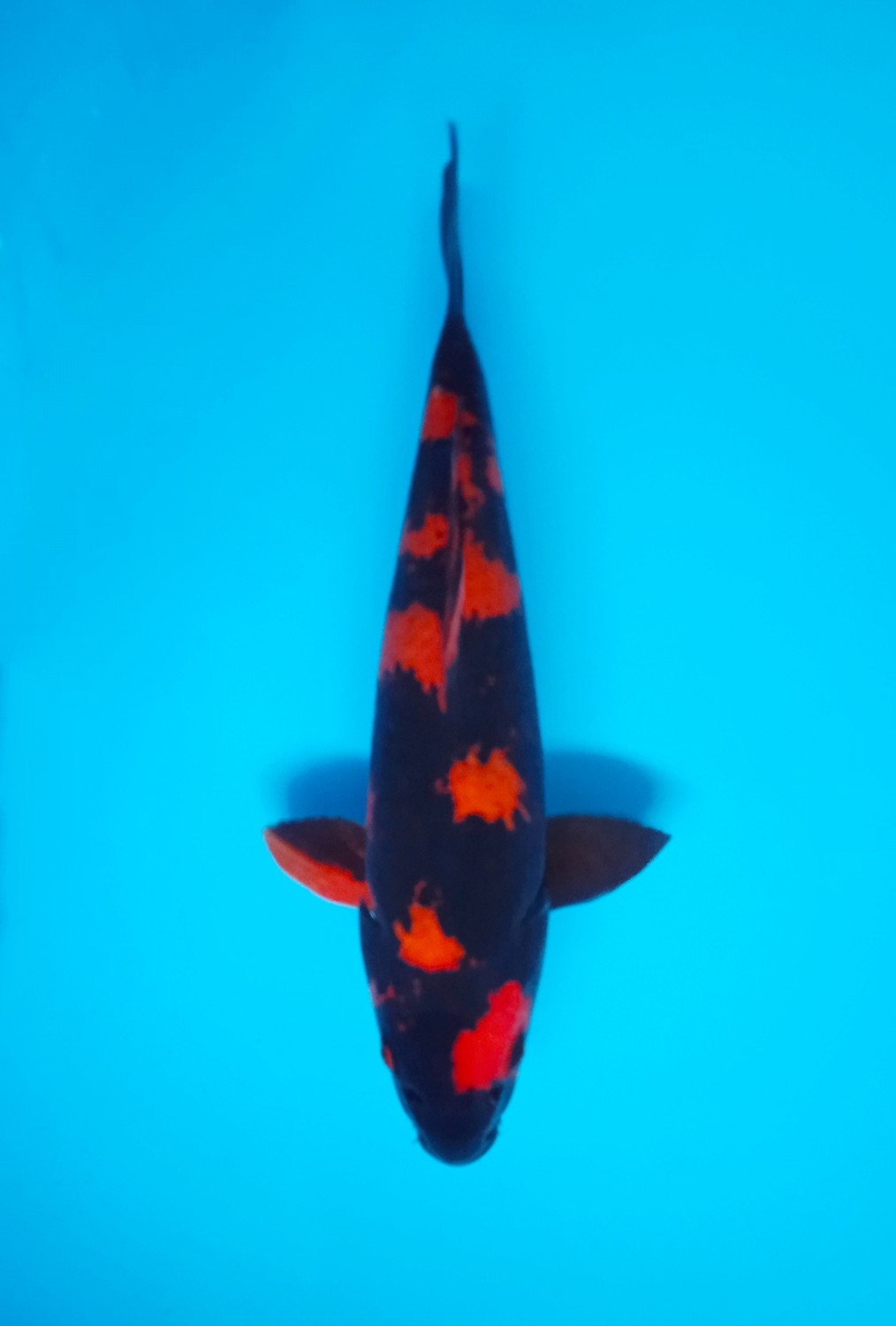 Best In Size D 26-30 cm