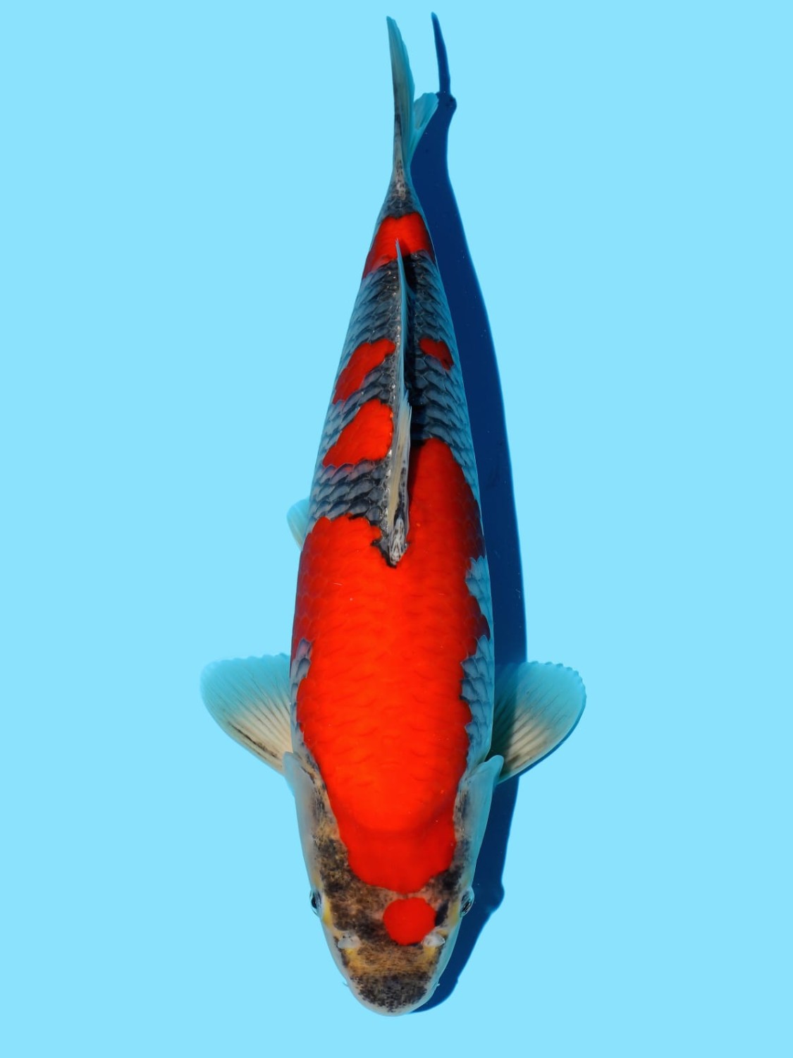 Best In Size B 46-50 cm