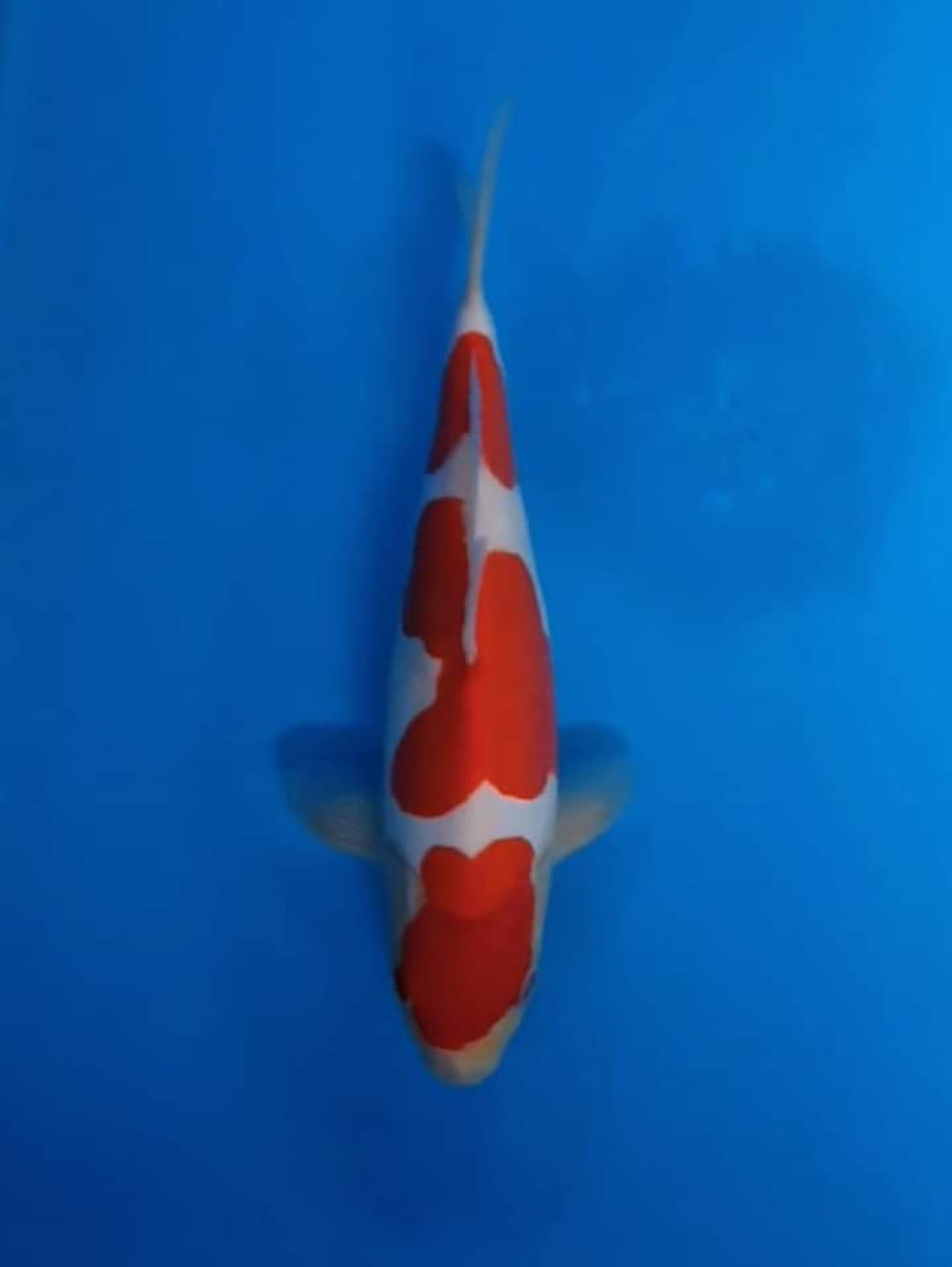 Juara 3