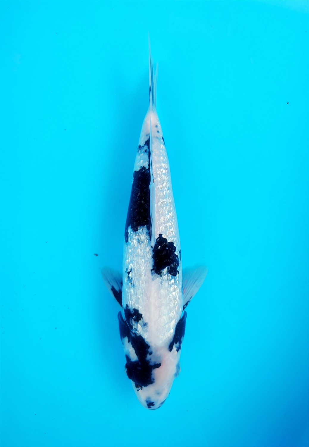 Juara 5