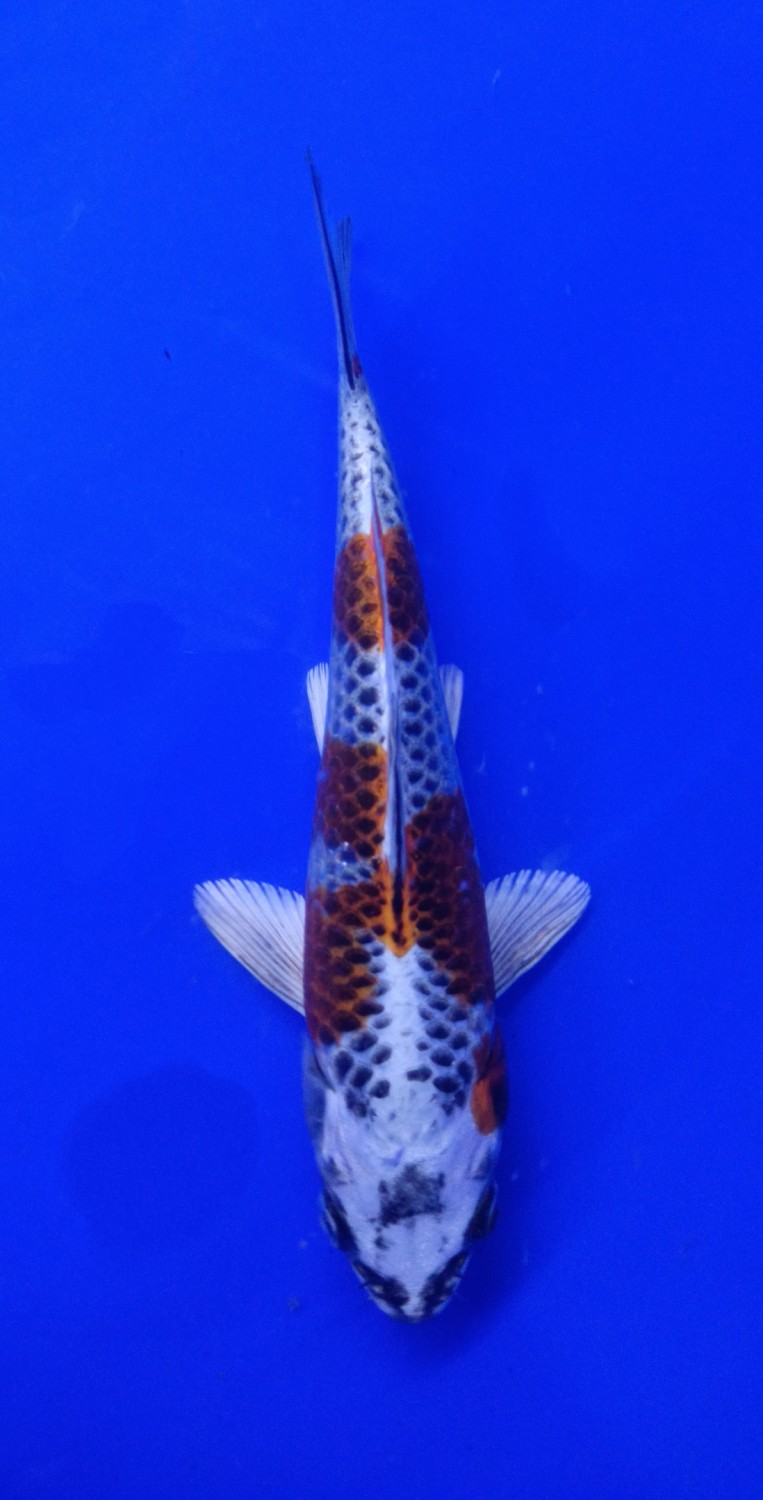 Juara 5