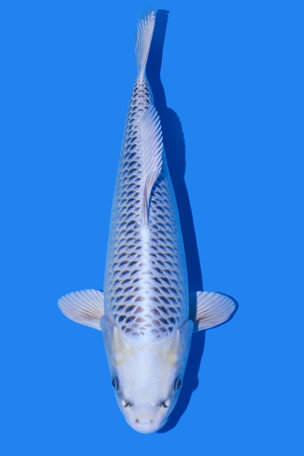 Juara 1