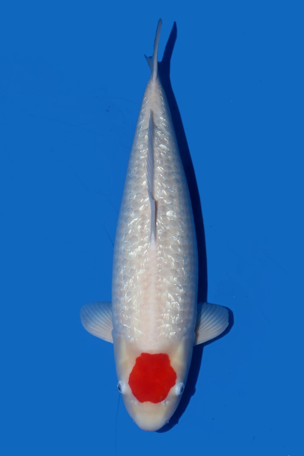 Juara 2