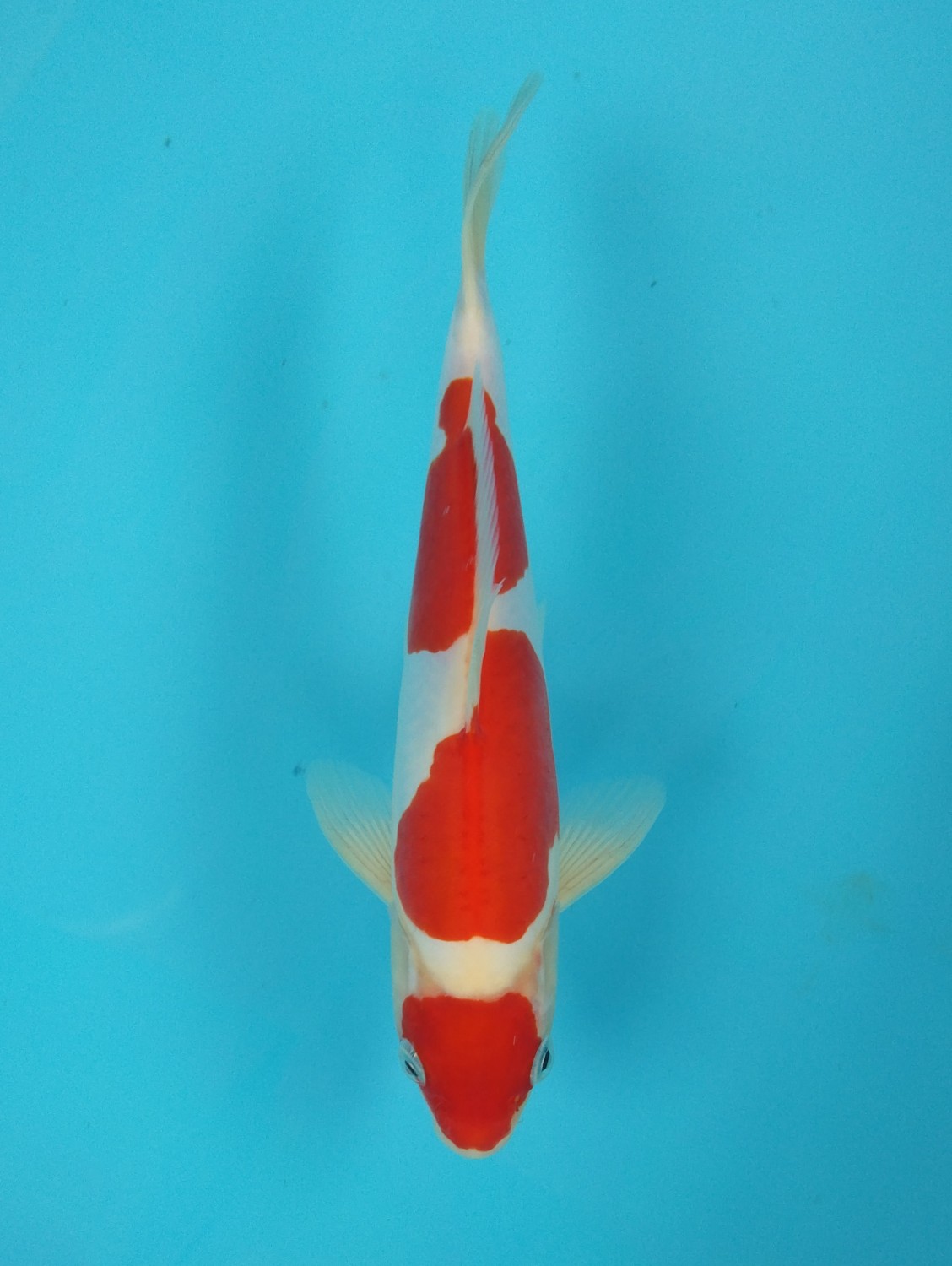 Juara 5