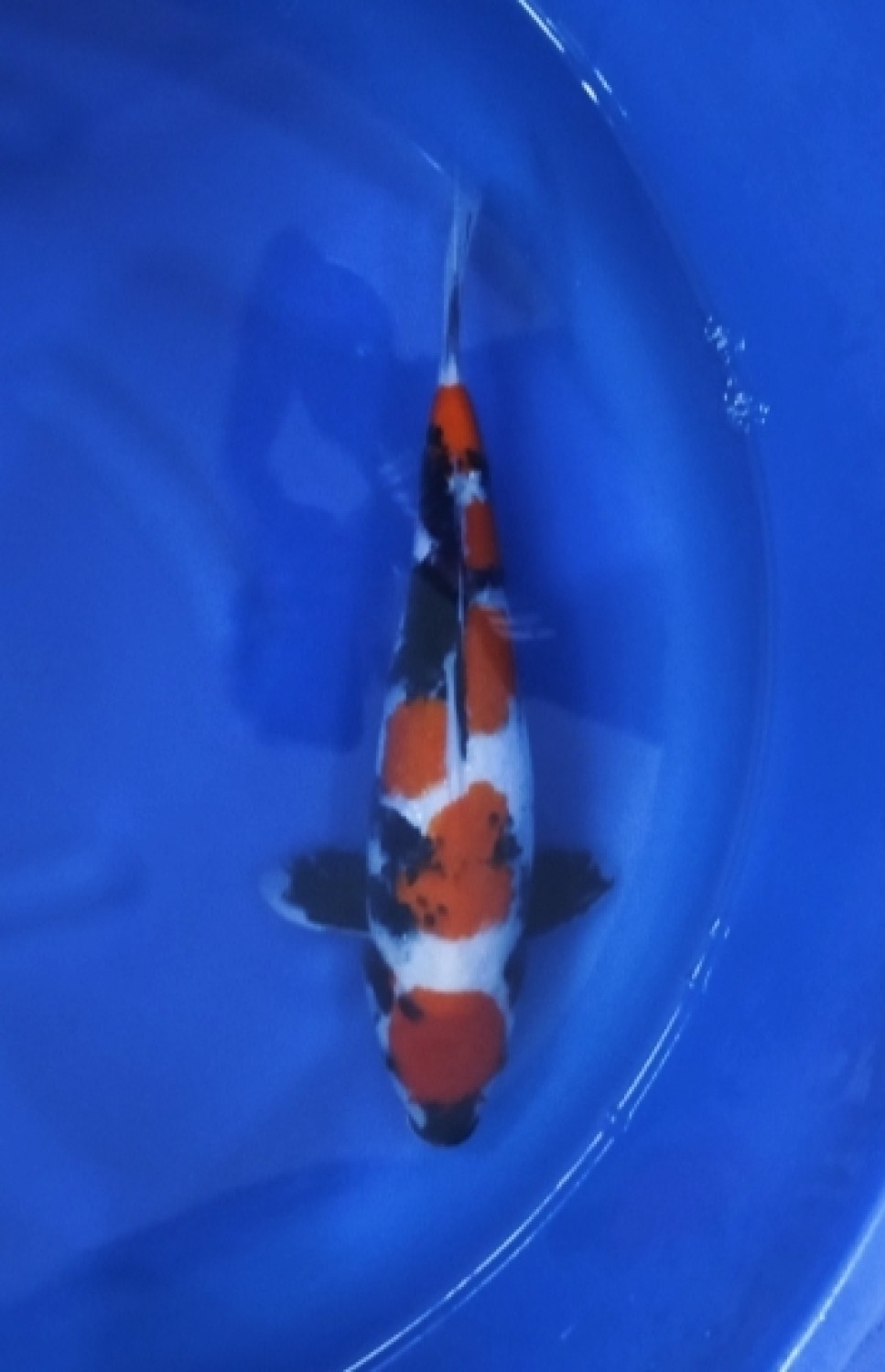 Juara 5