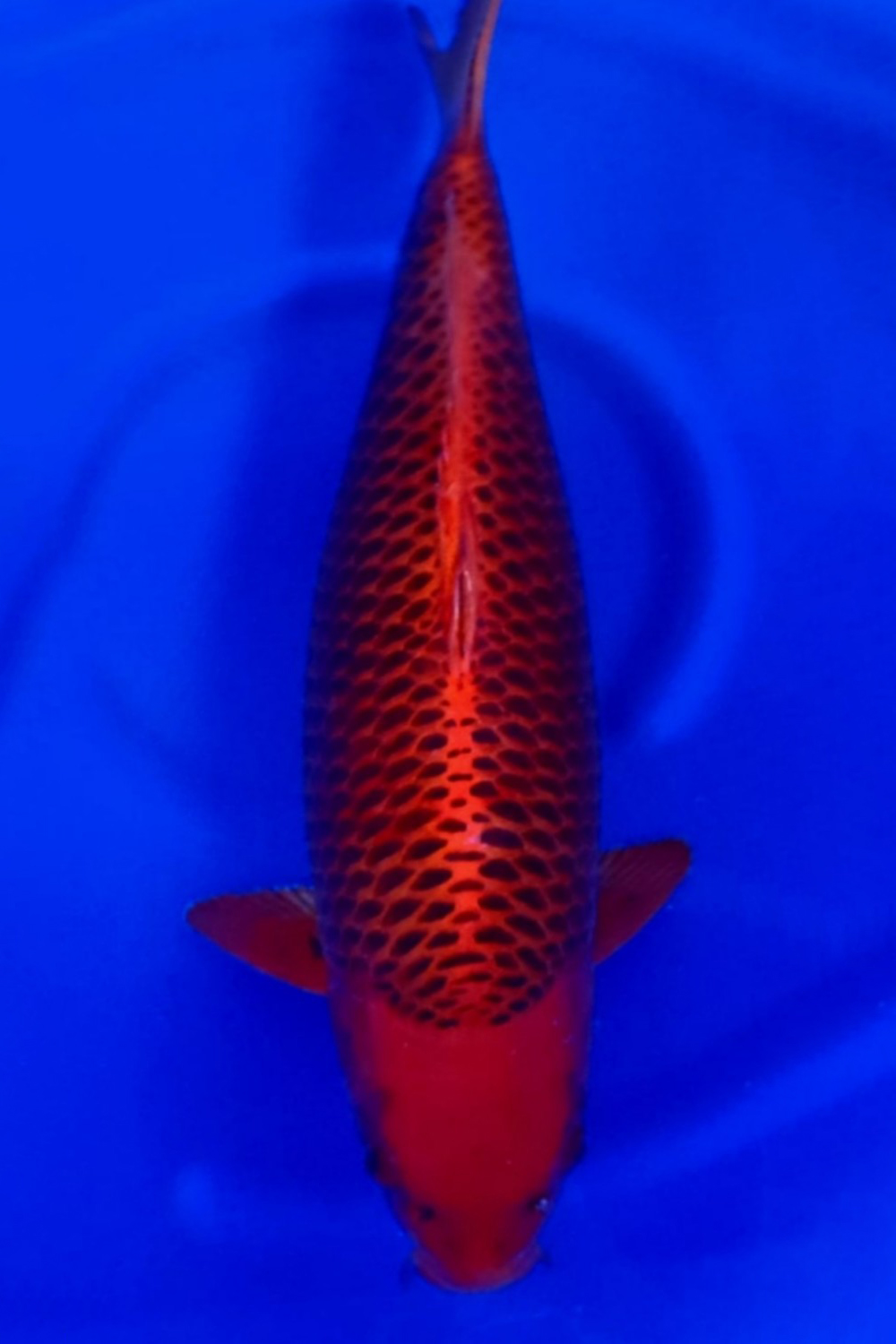 Juara 1