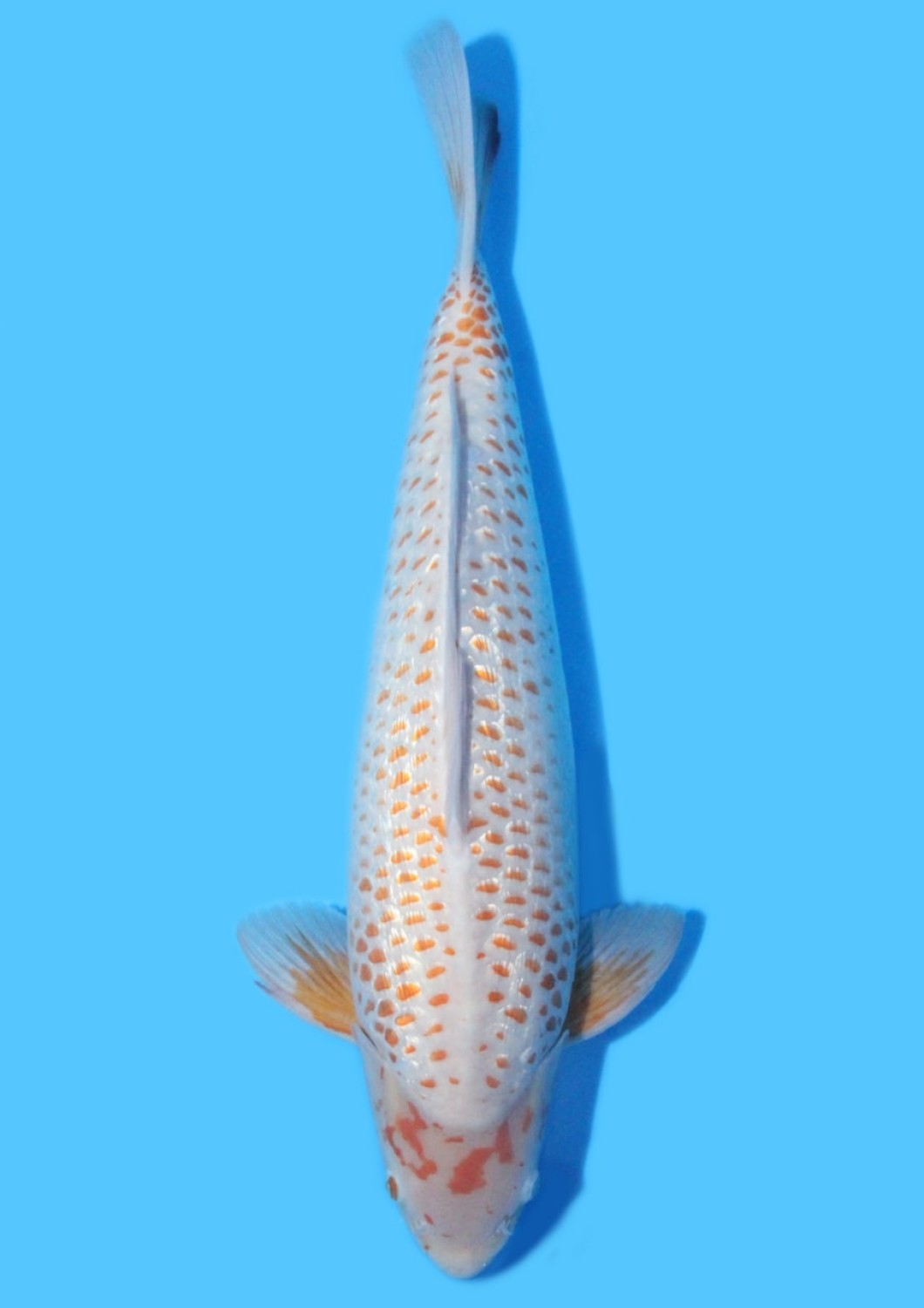 Juara 2