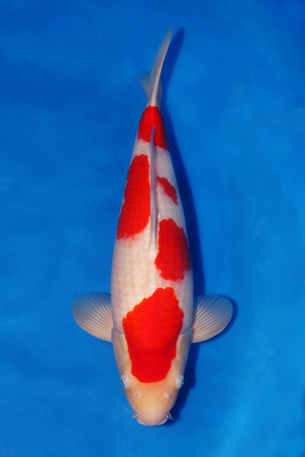 Juara 1