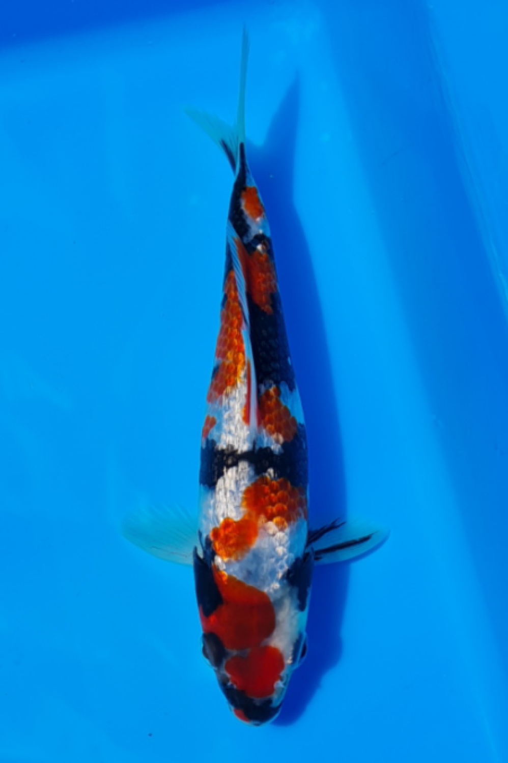 Best In Size B 16 - 20 cm
