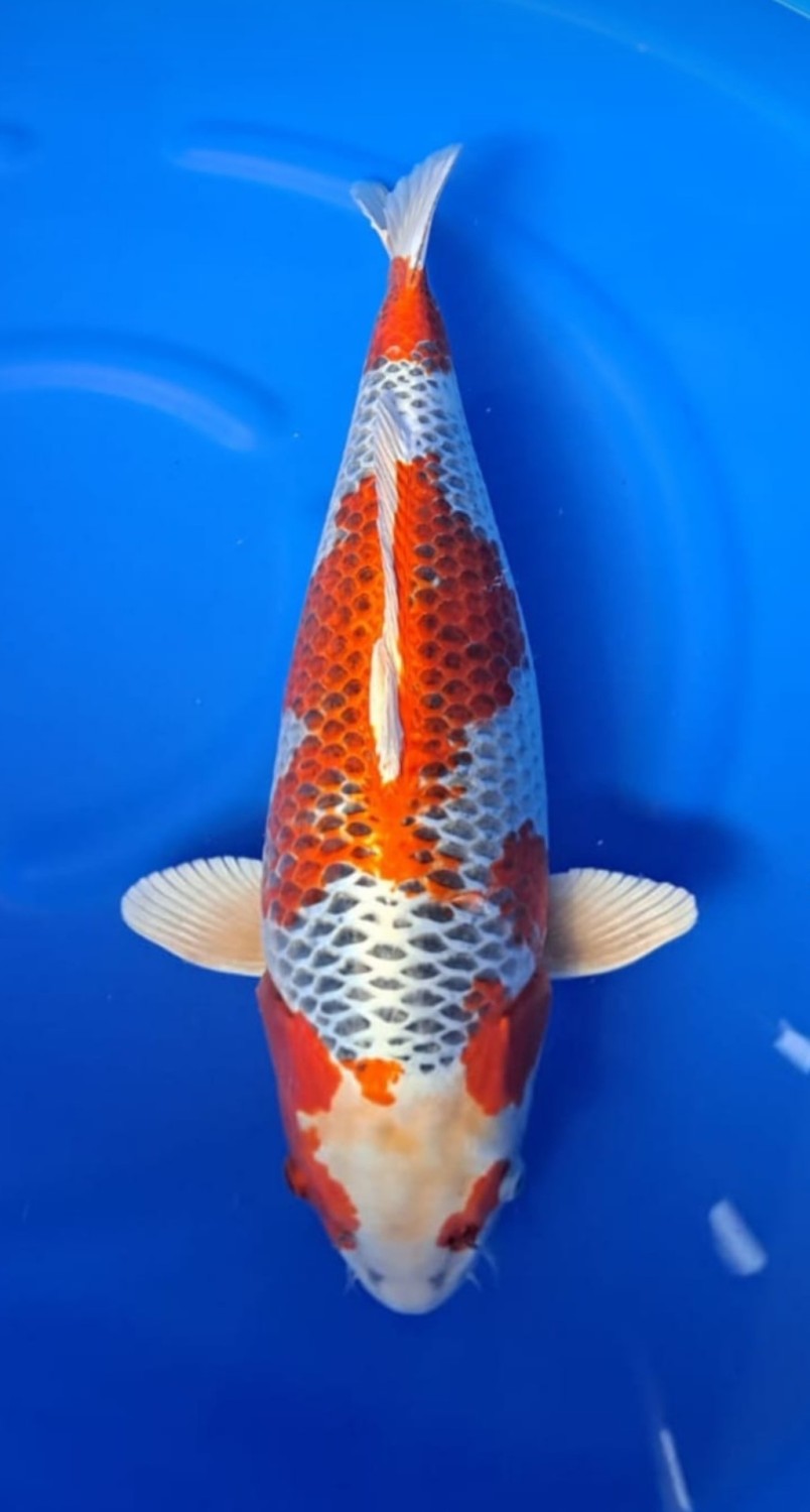 Juara 3