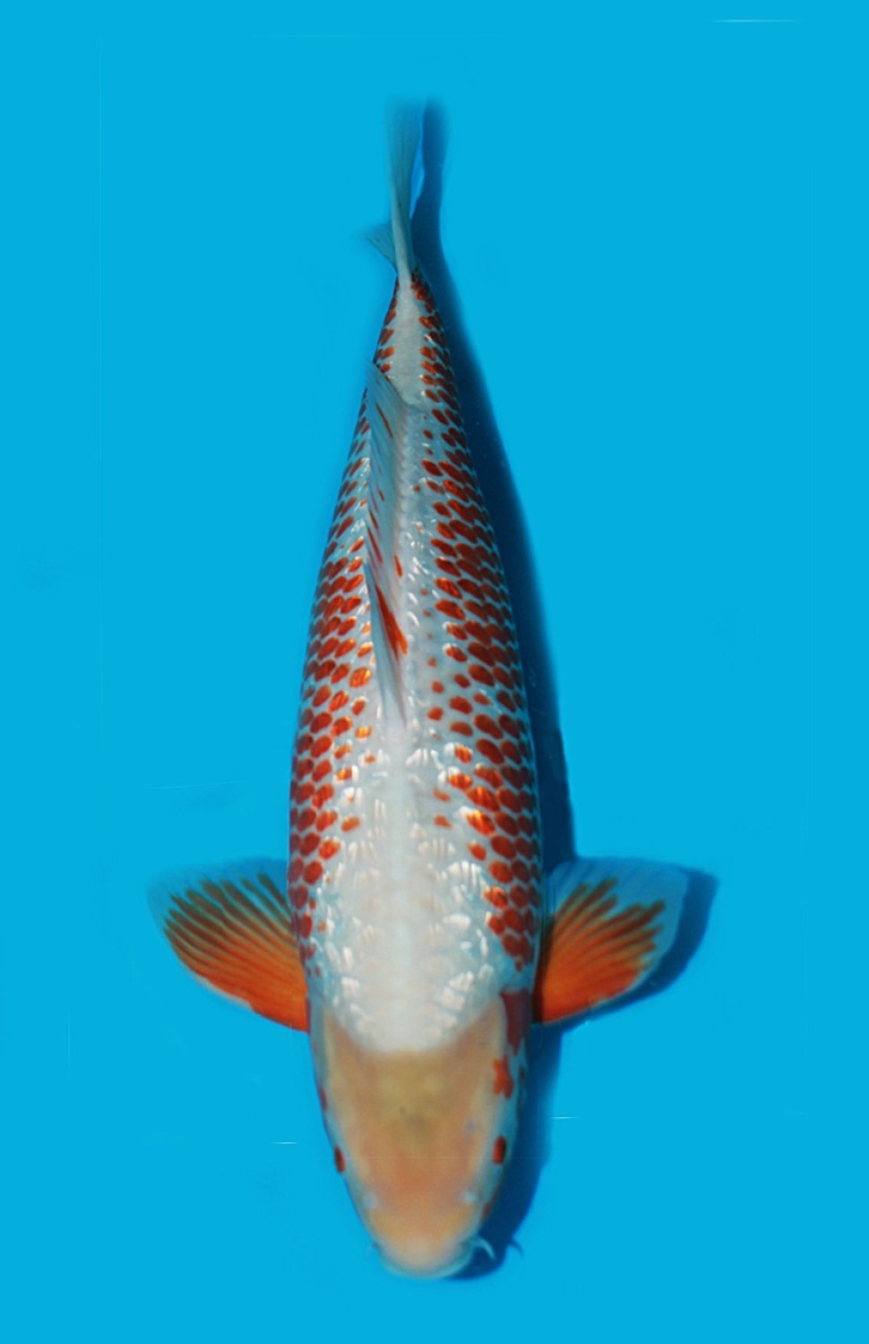 Juara 1