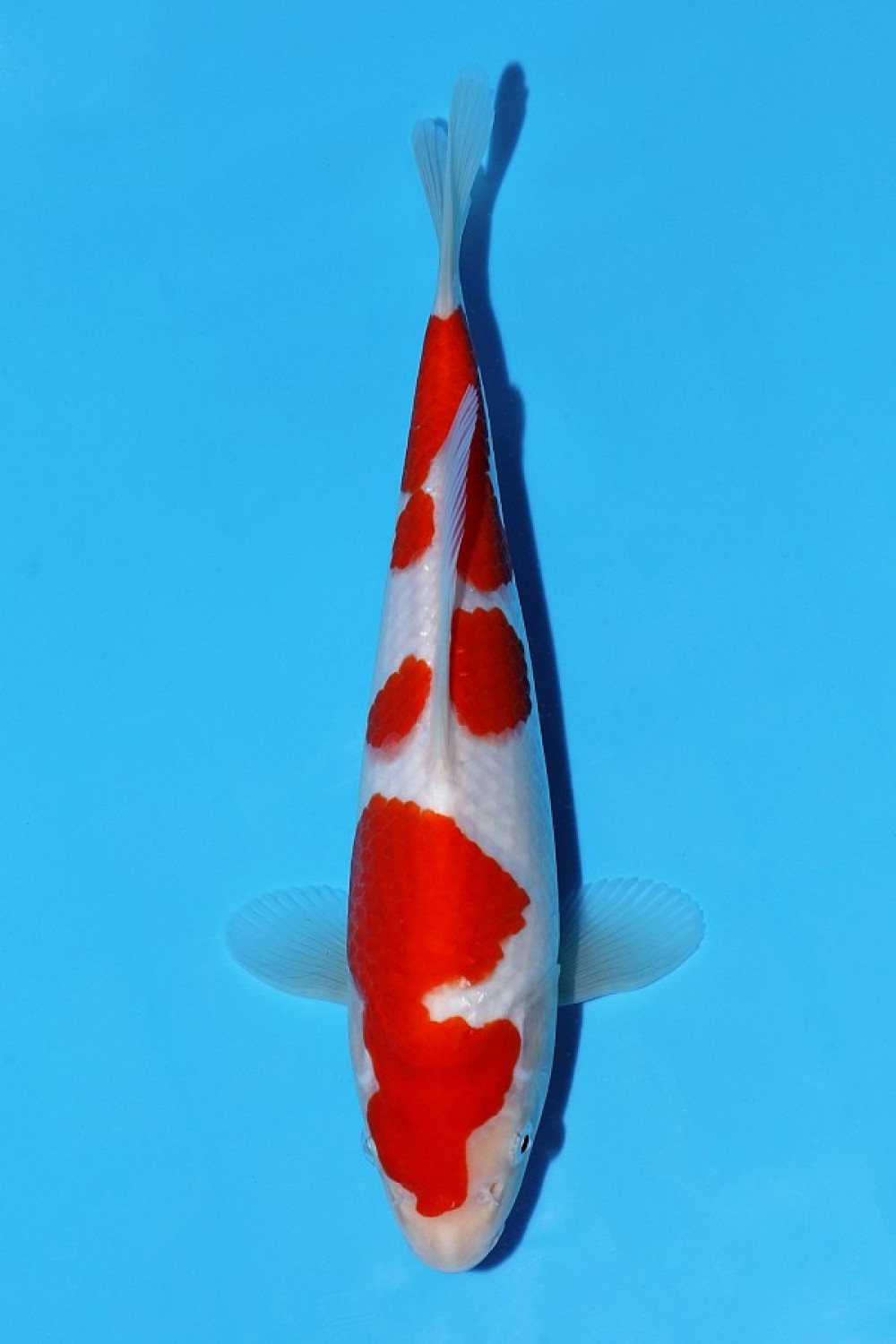 Juara 1