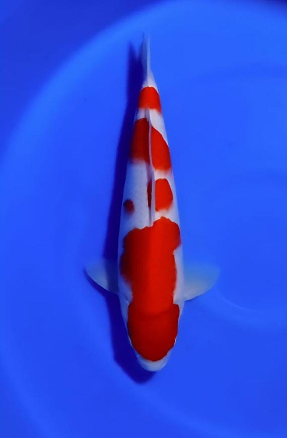 Juara 5