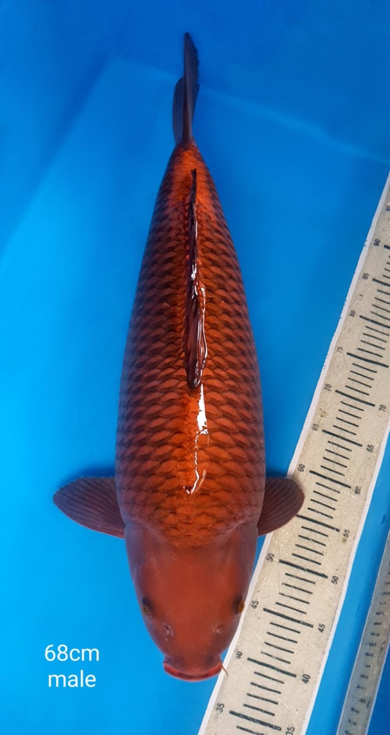 Juara 1
