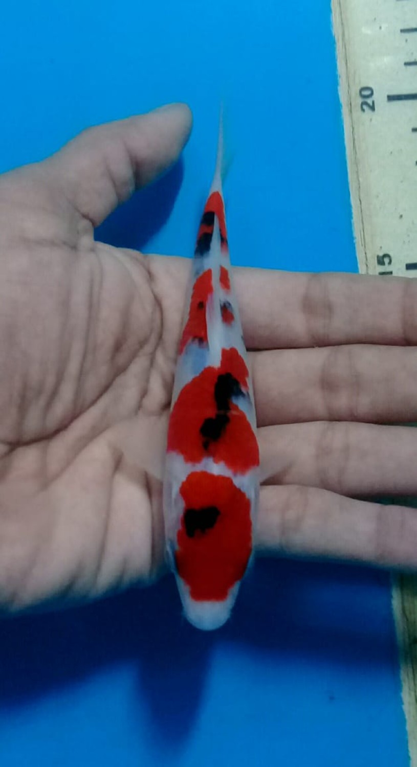 Juara 1
