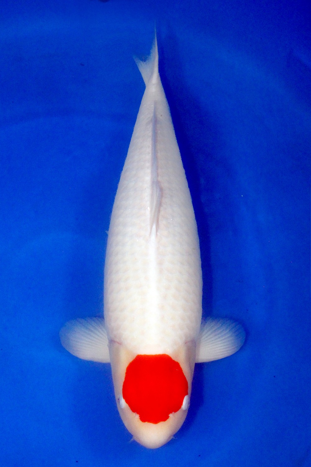 Best In Size C 71 - 75 cm