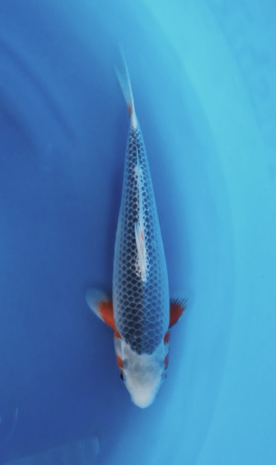 Juara 1
