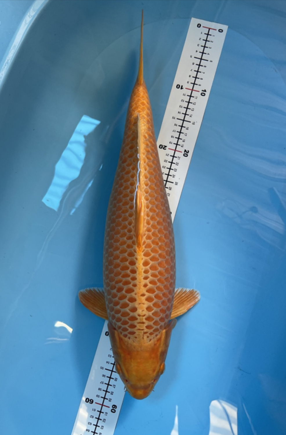 Juara 1