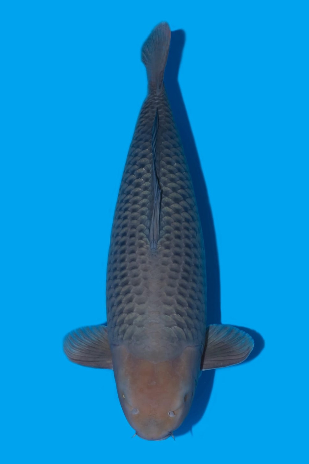 Juara 2