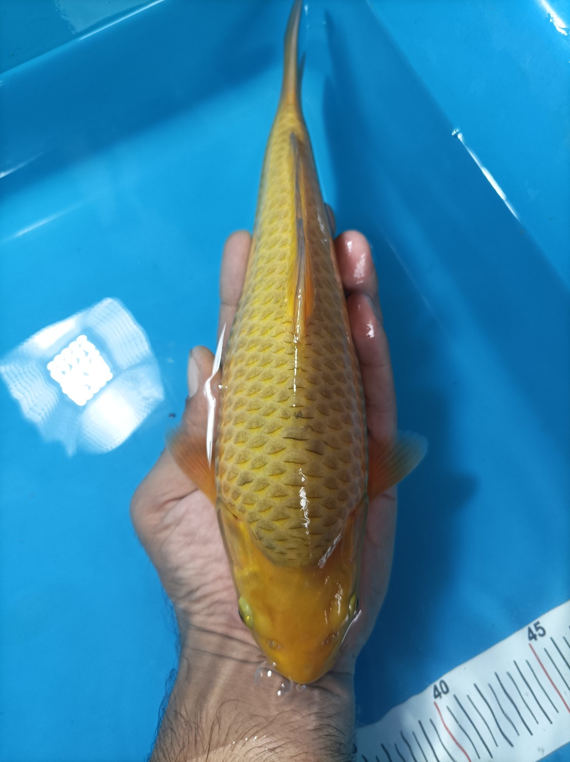 Juara 5