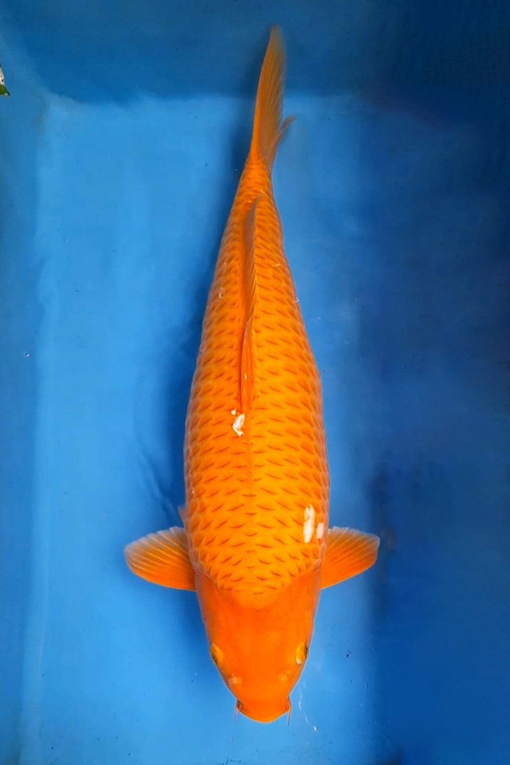 Juara 1