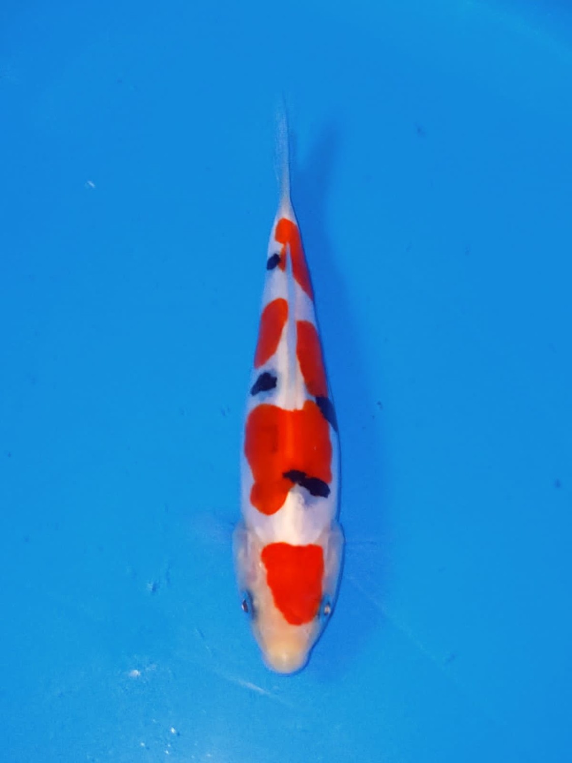 Juara 1