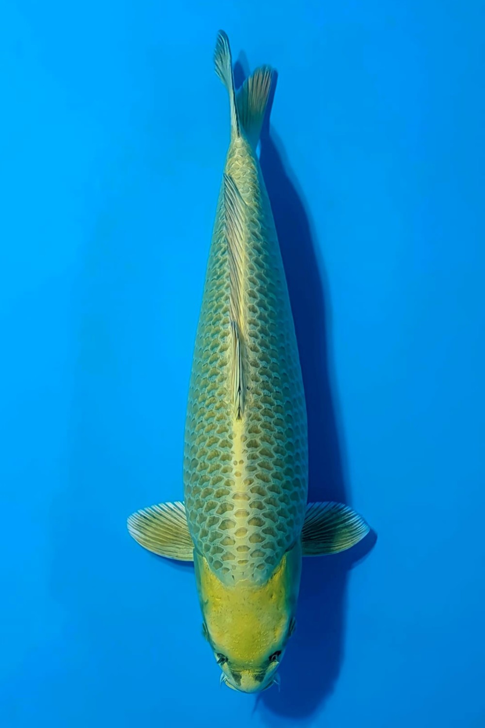 Juara 1