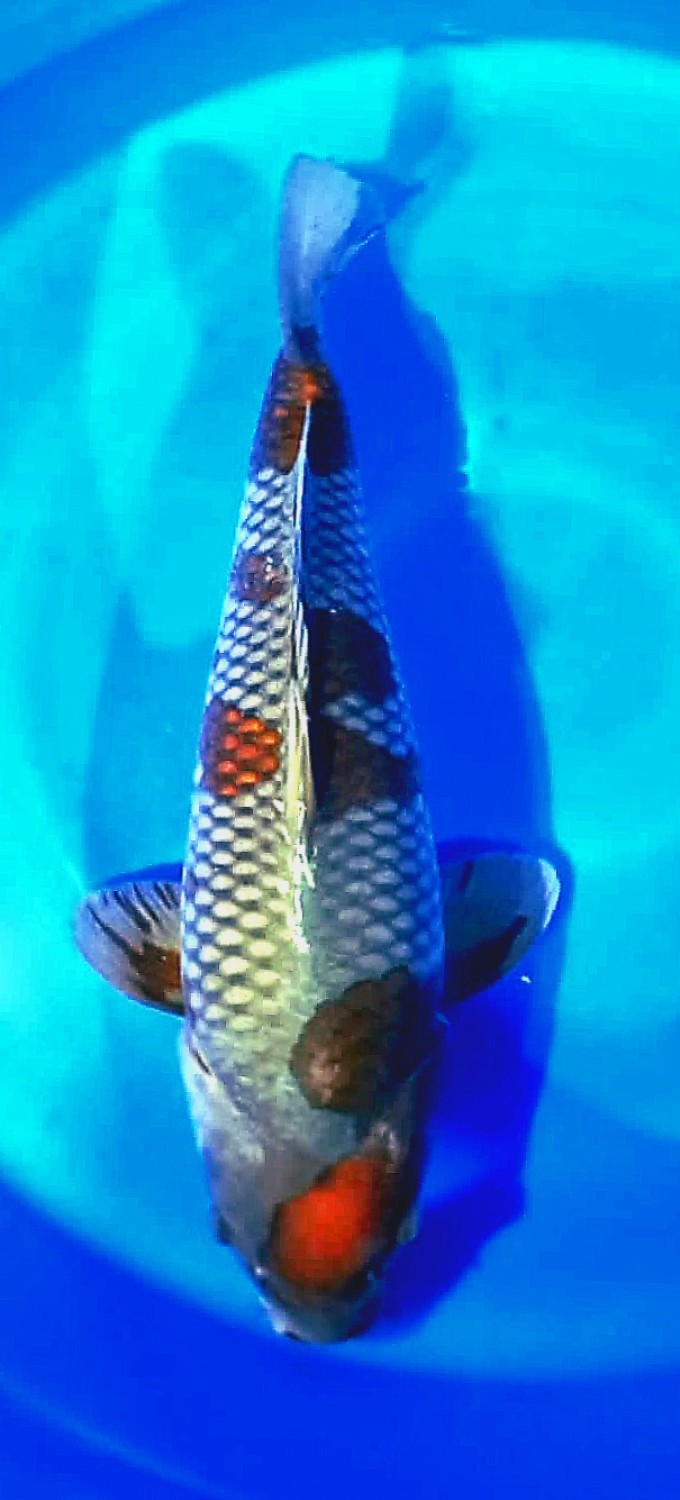 Juara 2