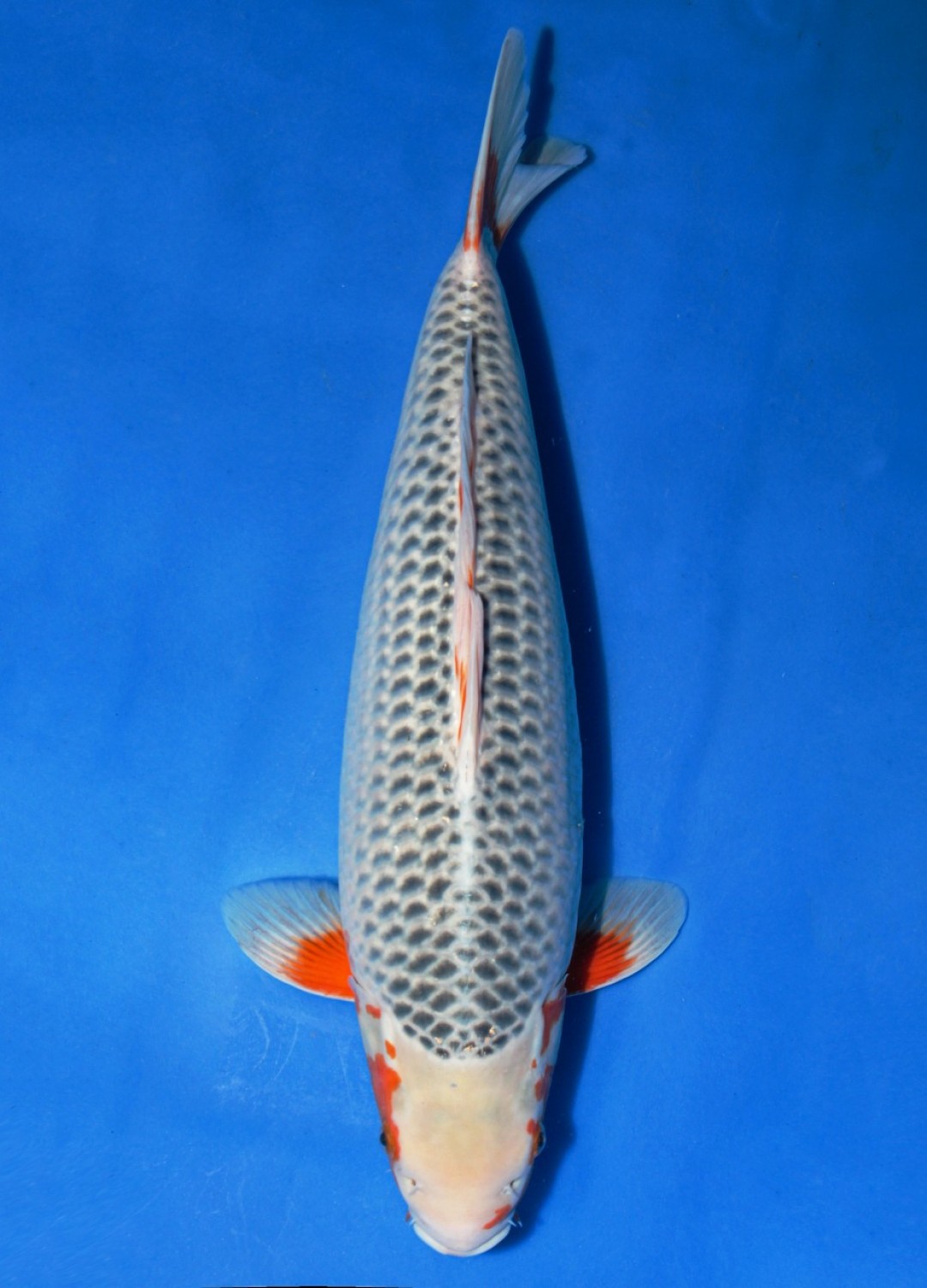 Juara 1