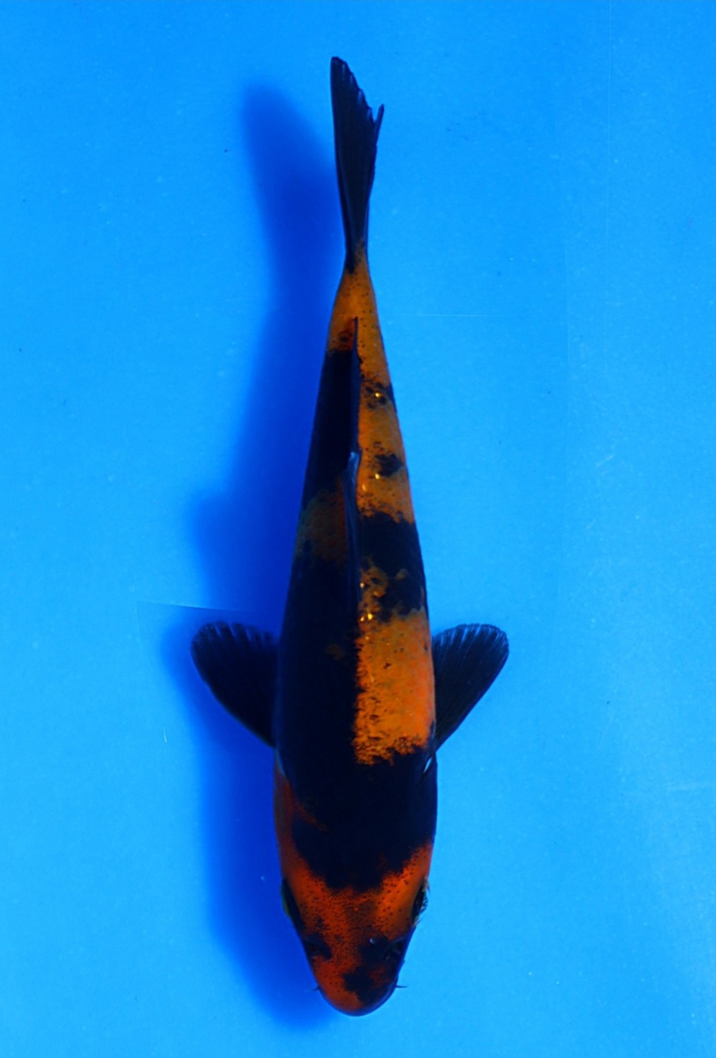 Best In Size D  Up To 12 cm