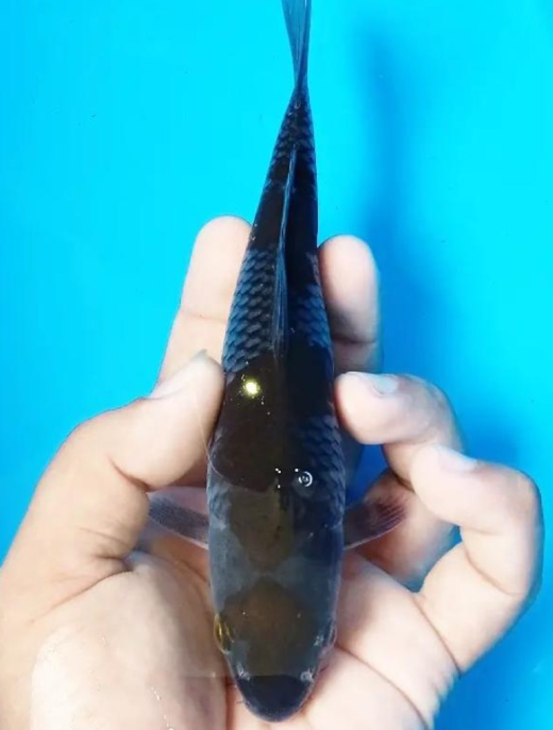 Juara 4