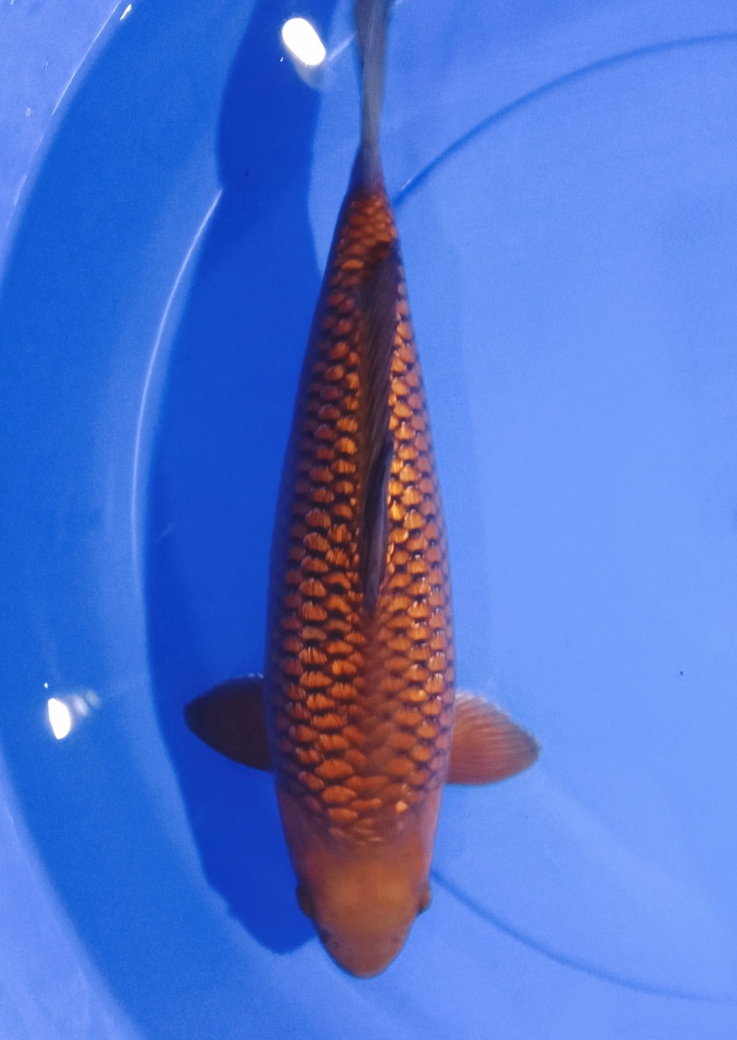 Juara 2
