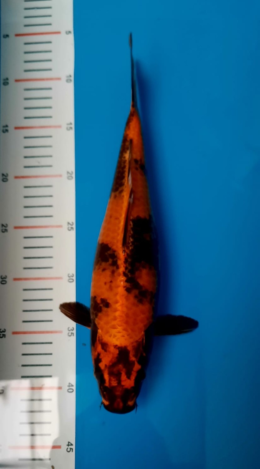Juara 1