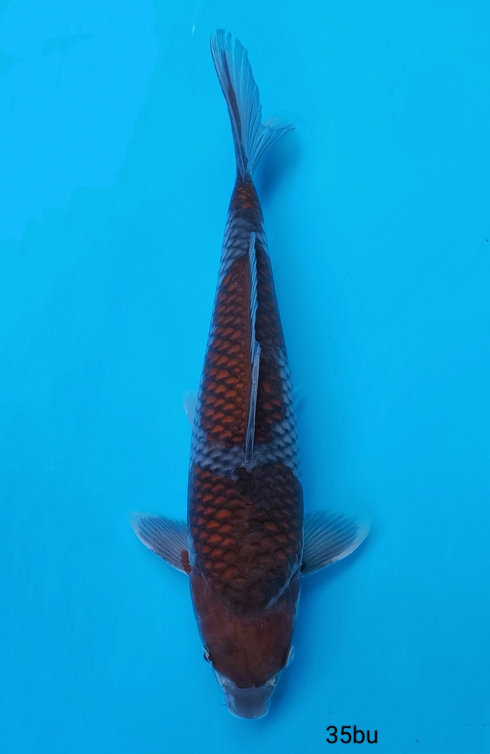 Juara 4