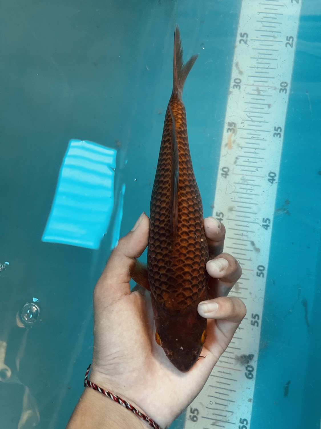 Juara 2