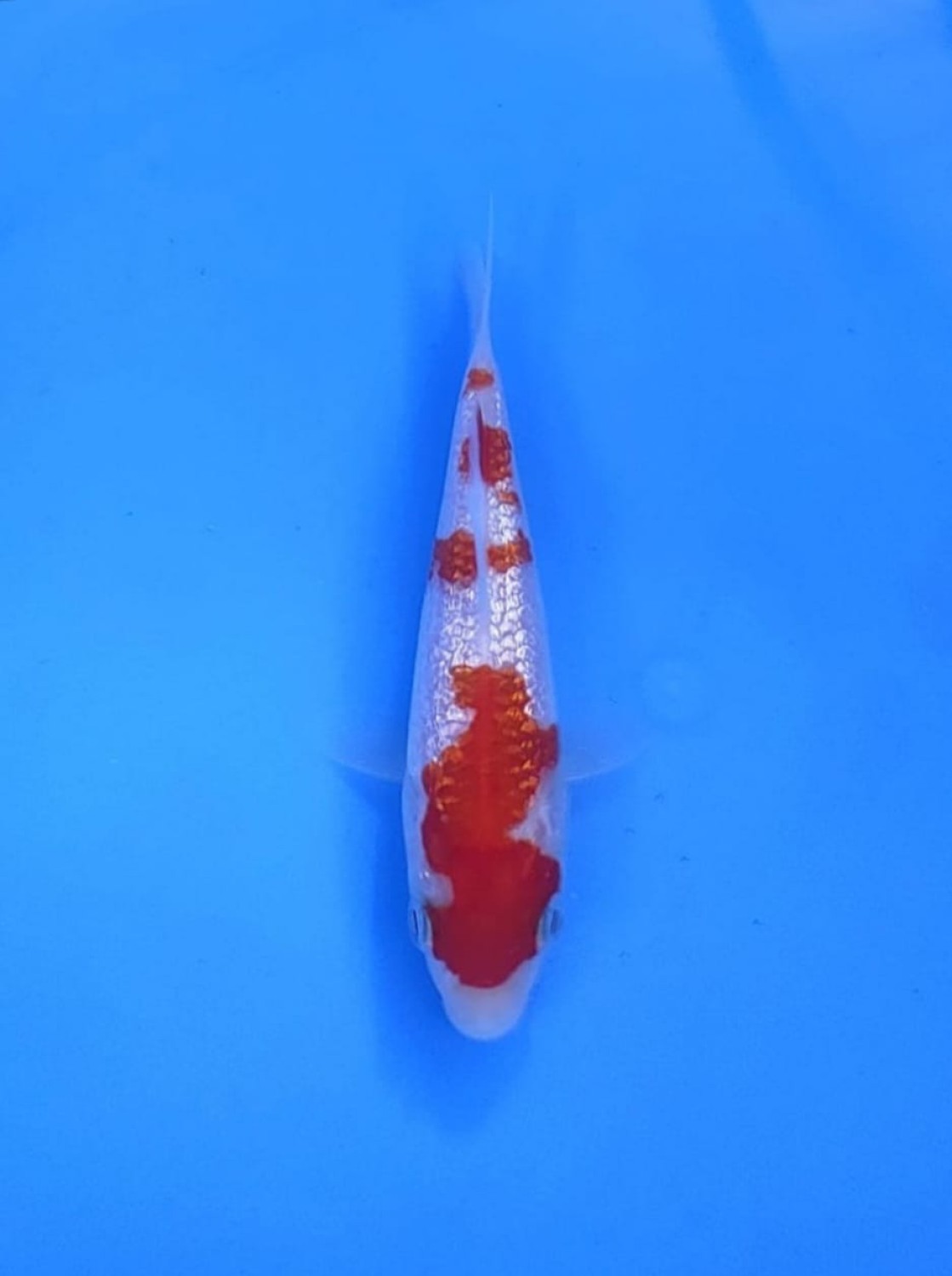 Juara 5