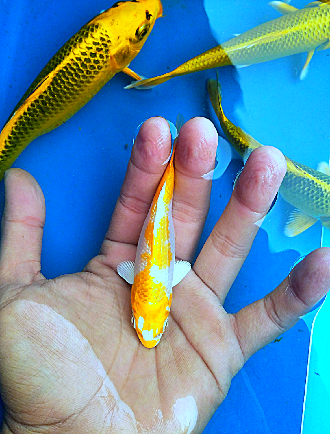 Juara 1