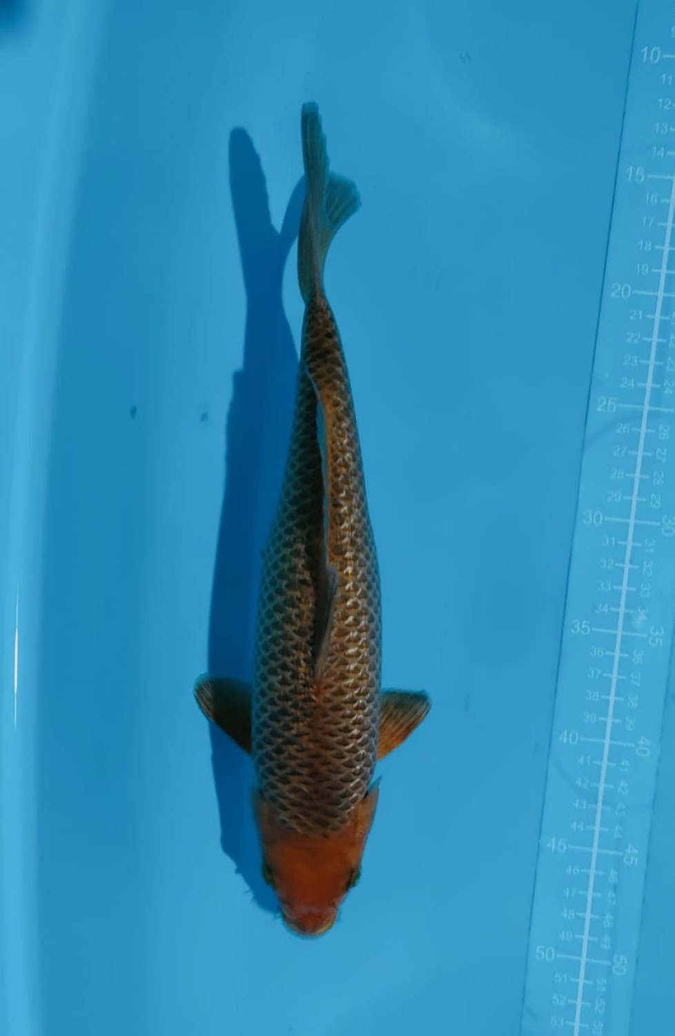 Juara 1