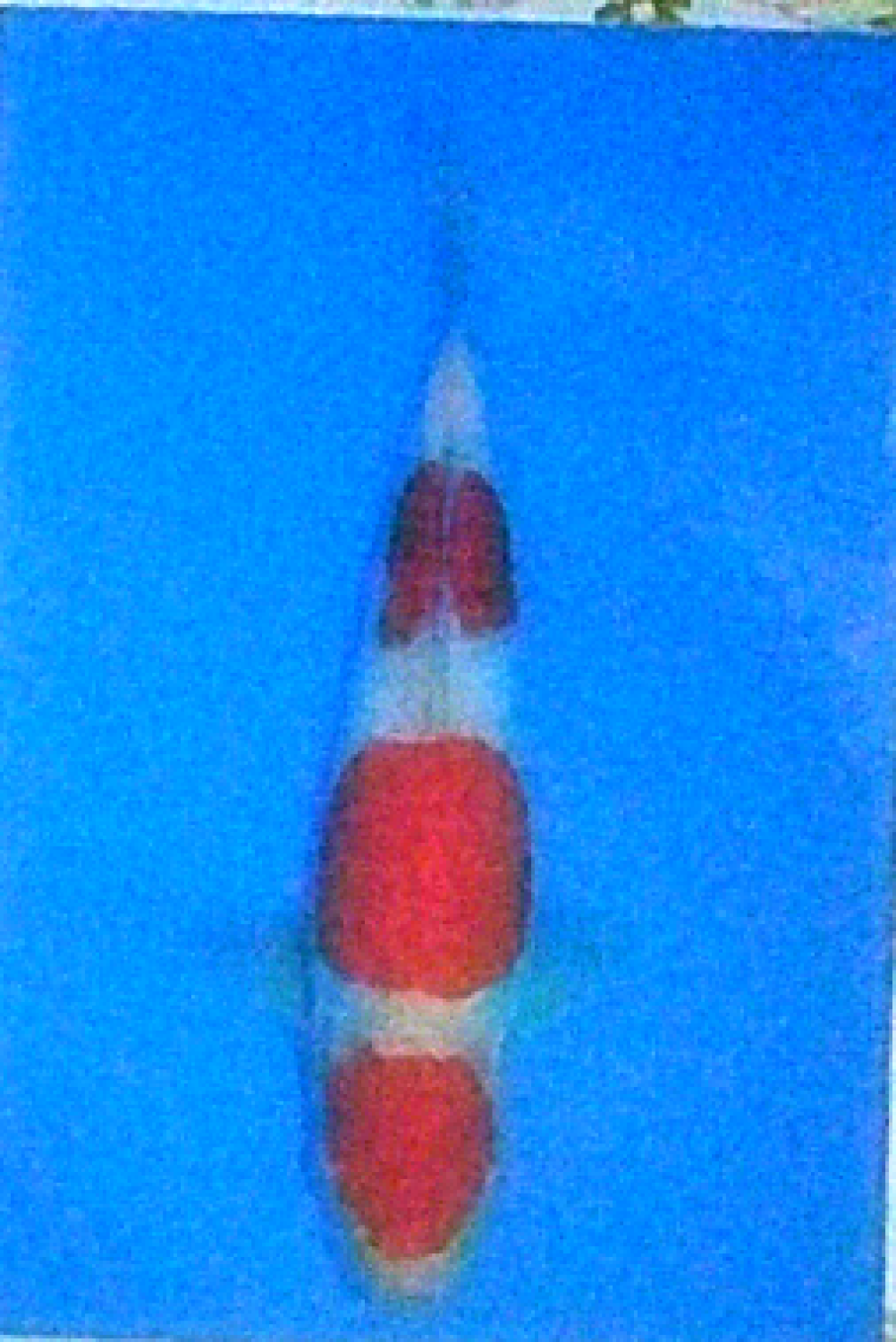 Juara 5