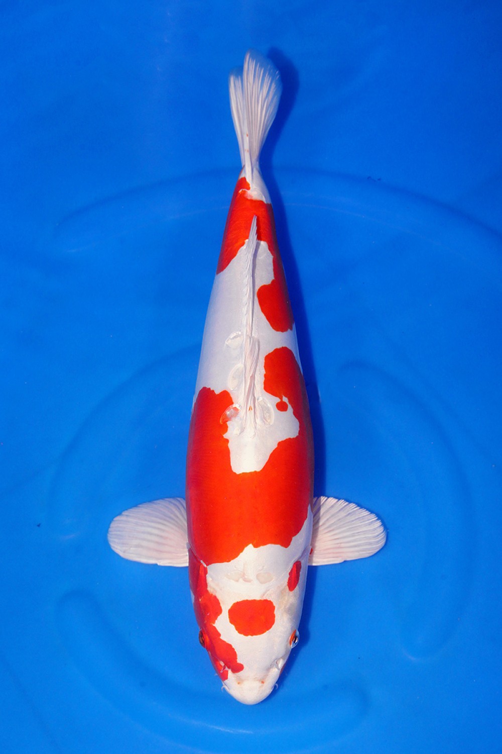 Juara 1