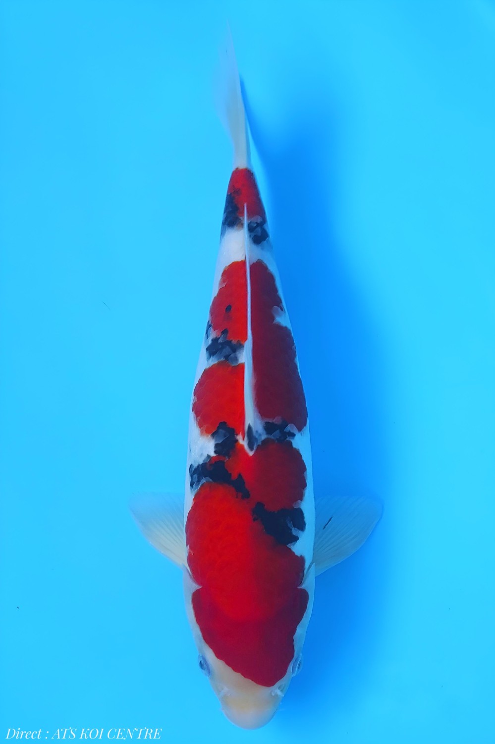 Best In Size A 31-35 cm