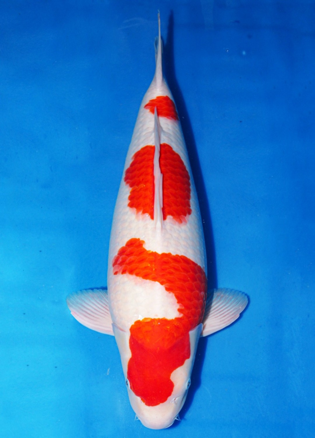 Juara 3