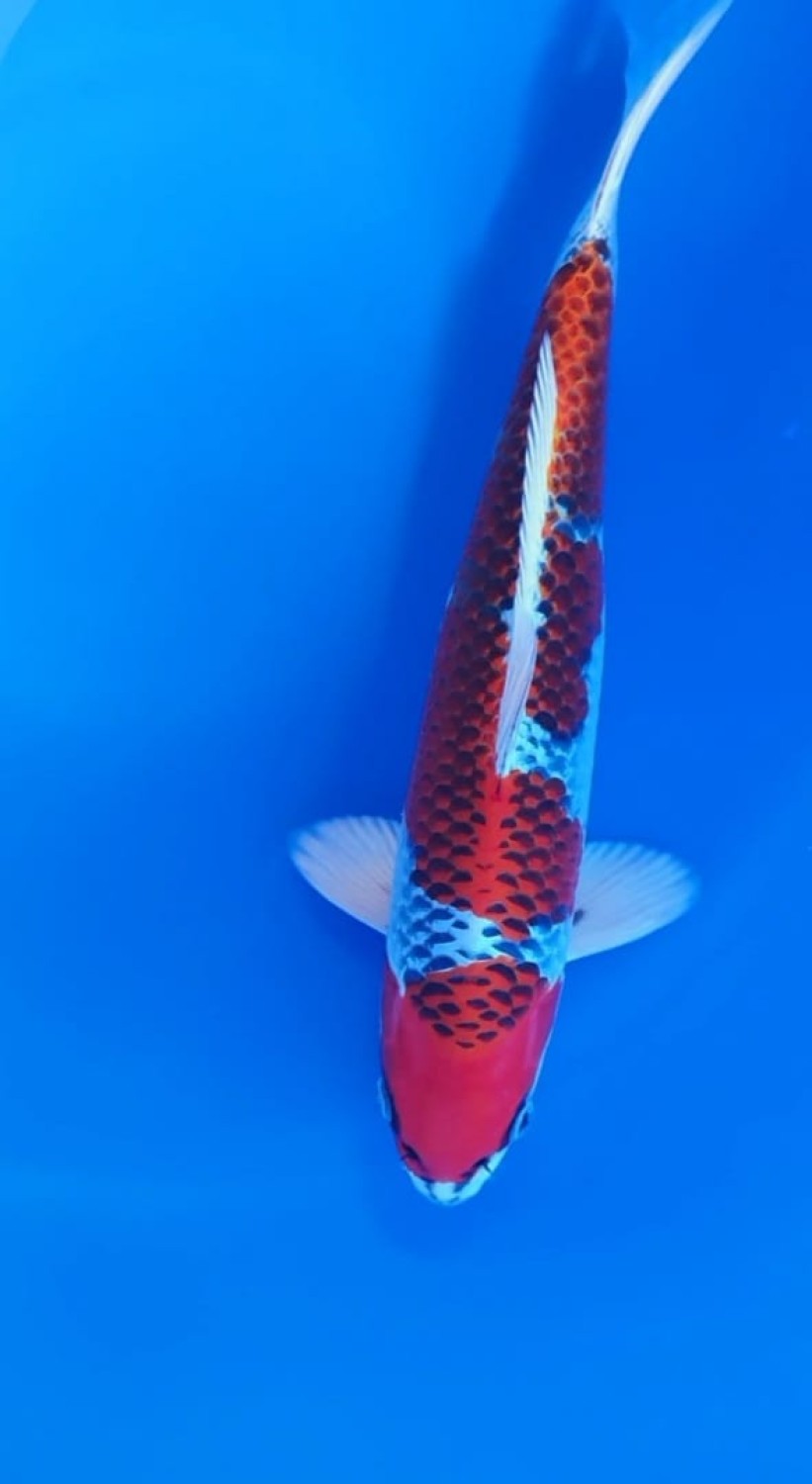 Juara 2