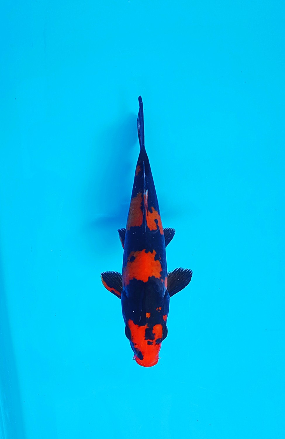 Juara 5