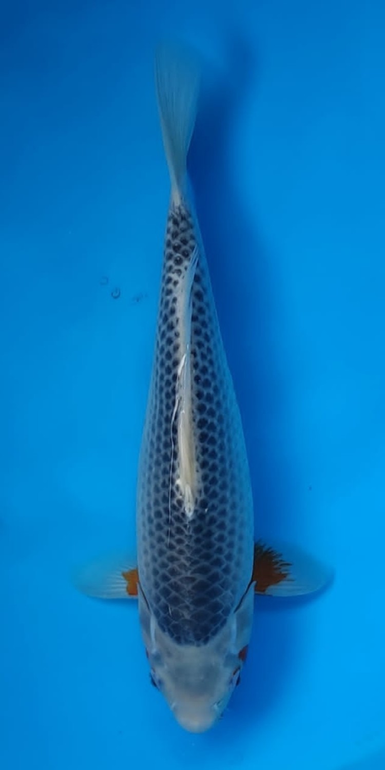 Juara 4