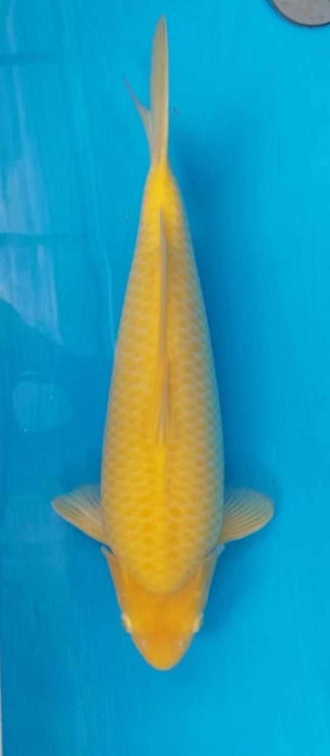 Juara 5
