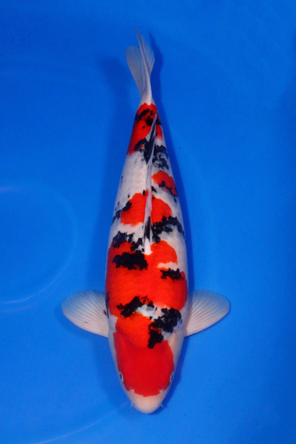Best In Size A 61-65 cm
